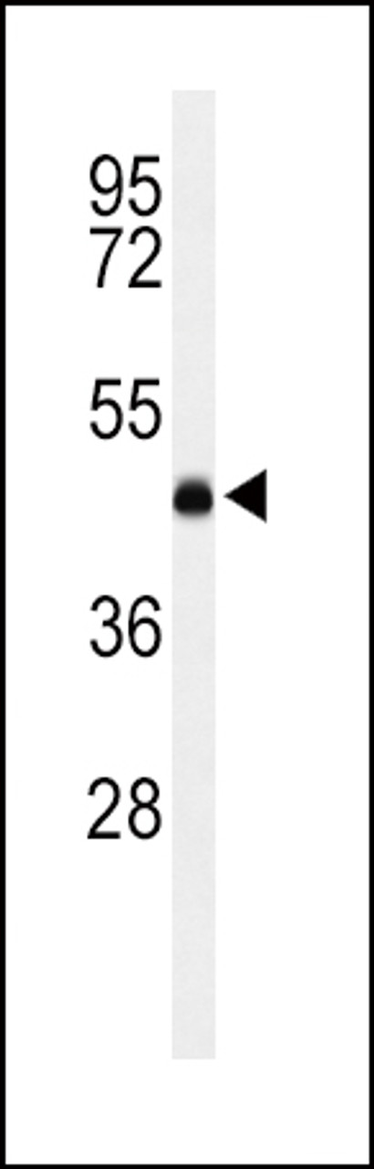Western blot analysis of LCAT Antibody in K562 cell line lysates (35ug/lane)