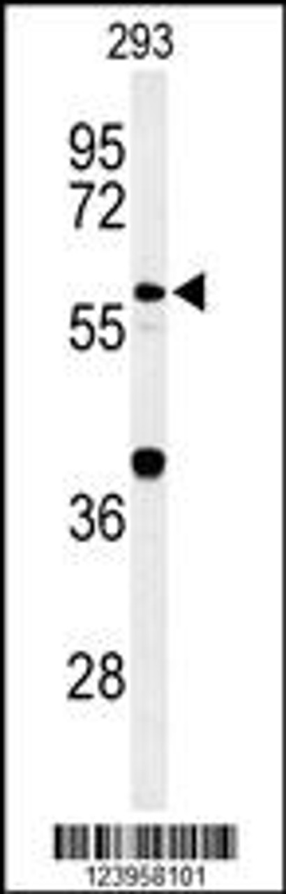 Western blot analysis of CDC45L Antibody in 293 cell line lysates (35ug/lane)