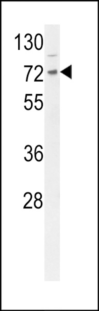 Western blot analysis of DNAJC2 Antibody in mouse Neuro-2a cell line lysates (35ug/lane)