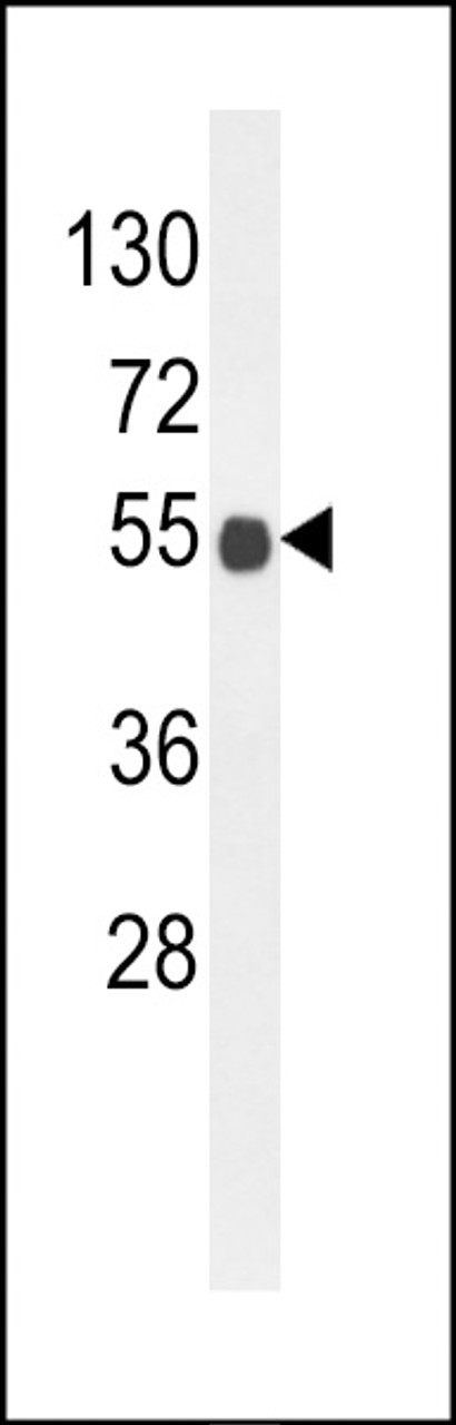 Western blot analysis of B3GNT6 Antibody in mouse brain tissue lysates (35ug/lane)