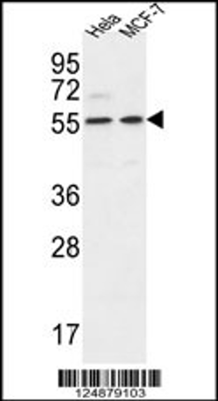 Western blot analysis in Hela, MCF-7 cell line lysates (35ug/lane) .