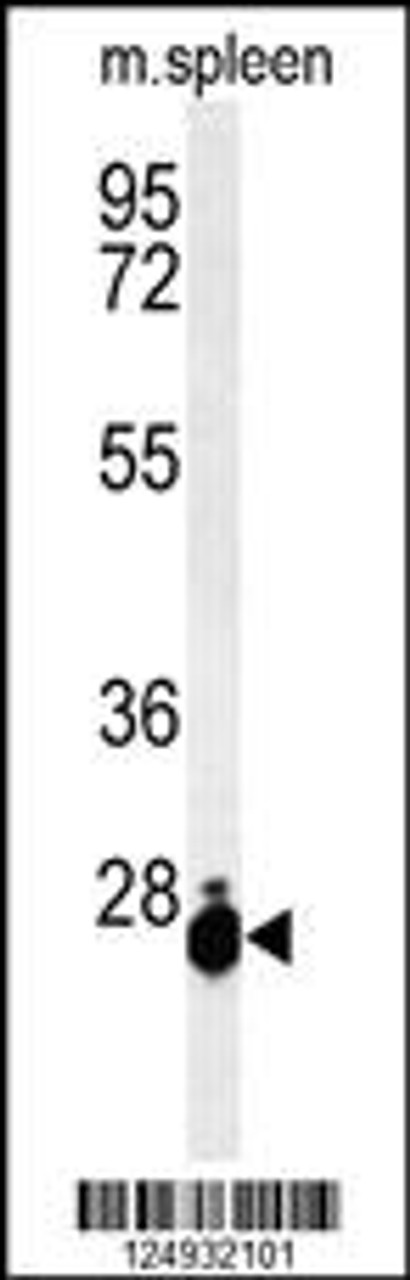 Western blot analysis of THOC7 Antibody in mouse spleen tissue lysates (35ug/lane)