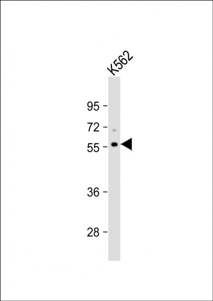 Western Blot at 1:1000 dilution + K562 whole cell lysate Lysates/proteins at 20 ug per lane.