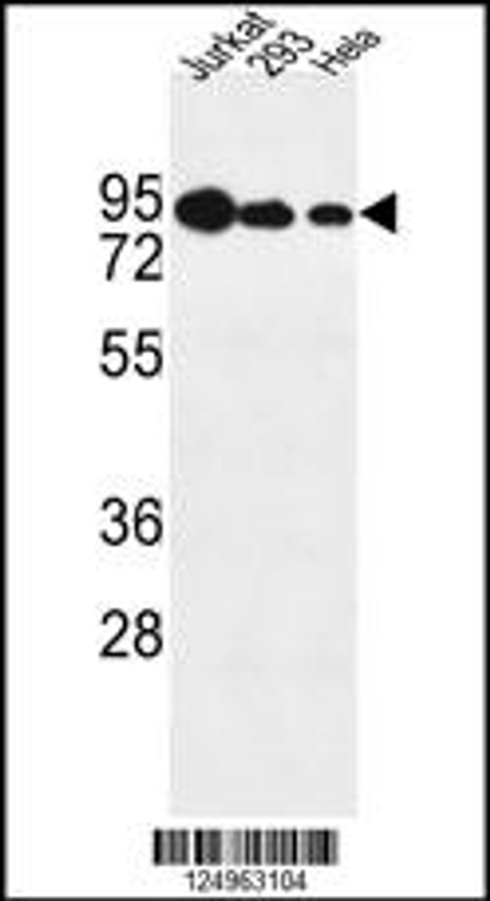 Western blot analysis in Jurkat, 293, Hela cell line lysates (35ug/lane) .