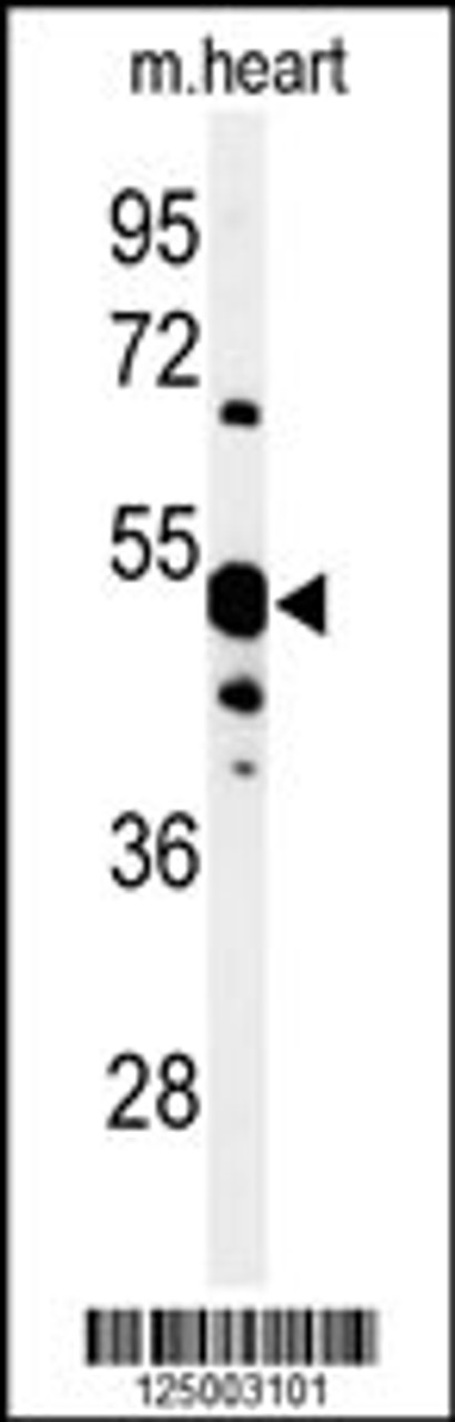 Western blot analysis of 5NT1A Antibody in mouse heart tissue lysates (35ug/lane)