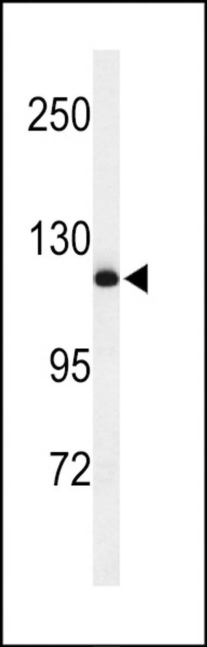 Western blot analysis of NEDD4 Antibody in mouse NIH-3T3 cell line lysates (35ug/lane)
