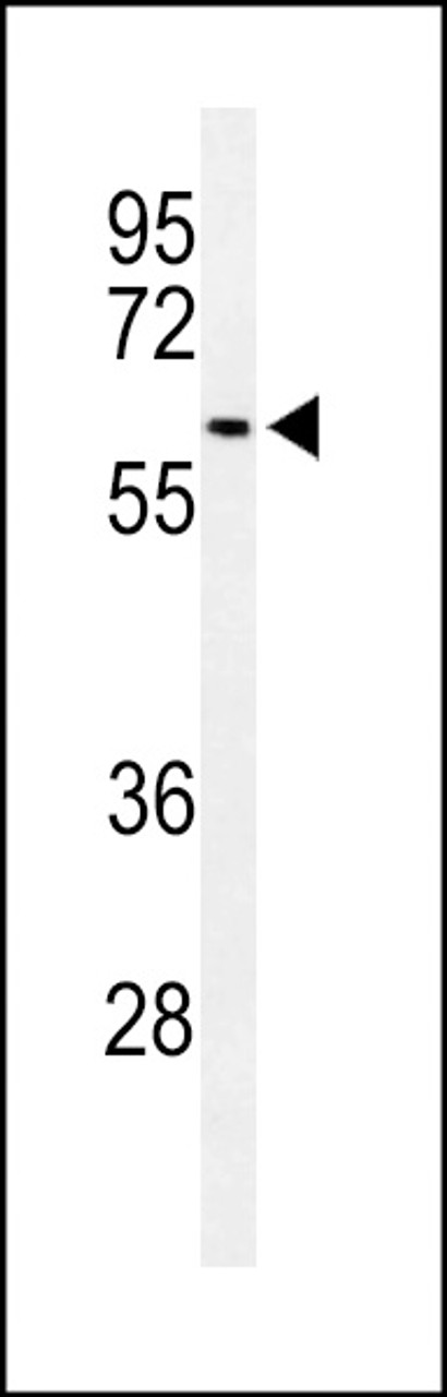 Western blot analysis of SNX27 Antibody in 293 cell line lysates (35ug/lane)