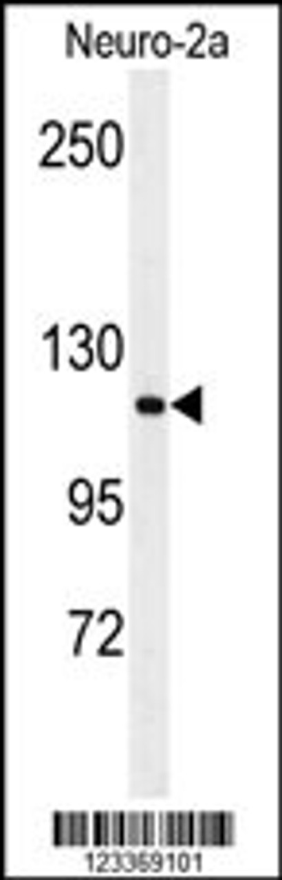 Western blot analysis of RERE Antibody in Neuro-2a cell line lysates (35ug/lane)