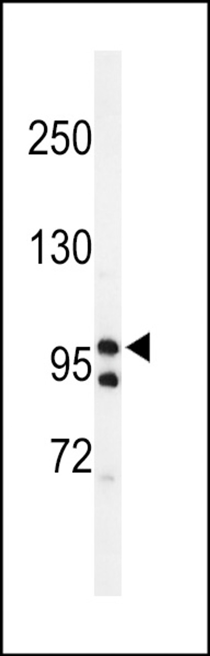 Western blot analysis of lysates from HT-29, Jurkat, KG-1, PC-3 cell line (from left to right) , using TAF2 Antibody at 1:1000 at each lane.