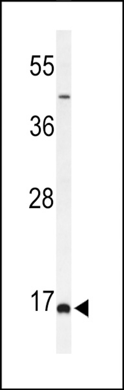 Western blot analysis of FAM44B Antibody in MCF-7 cell line lysates (35ug/lane)