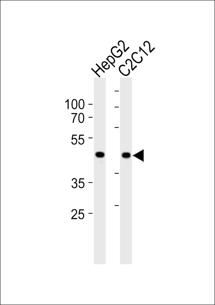 Western blot analysis in HepG2 and mouse C2C12 cell line lysates (35ug/lane) .
