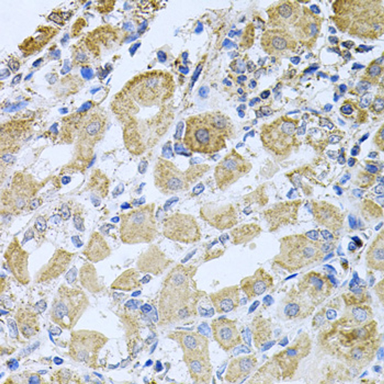 Immunohistochemistry of paraffin-embedded human stomach using BCR antibody (13-020) at dilution of 1:100 (40x lens) .