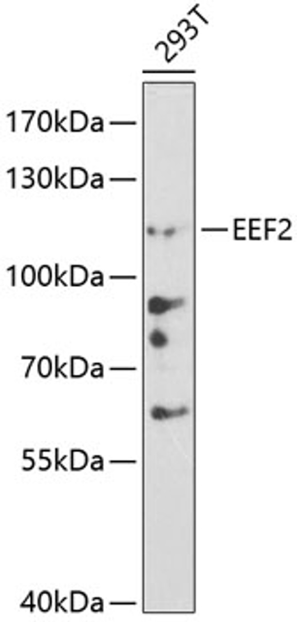 Western blot analysis of extracts of 293T cells, using EEF2 antibody (13-032) at 1:500 dilution.<br/>Secondary antibody: HRP Goat Anti-Rabbit IgG (H+L) at 1:10000 dilution.<br/>Lysates/proteins: 25ug per lane.<br/>Blocking buffer: 3% nonfat dry milk in TBST.