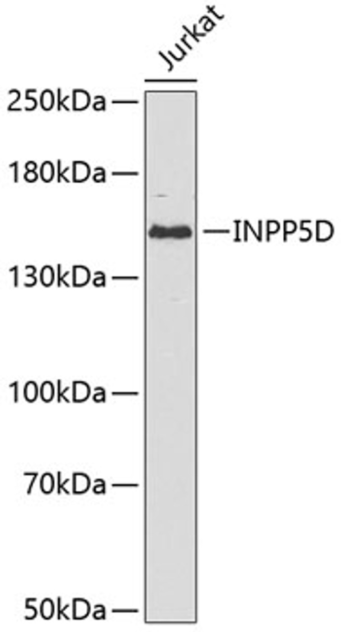 Western blot analysis of extracts of Jurkat cells, using INPP5D antibody (13-042) .<br/>Secondary antibody: HRP Goat Anti-Rabbit IgG (H+L) at 1:10000 dilution.<br/>Lysates/proteins: 25ug per lane.<br/>Blocking buffer: 3% nonfat dry milk in TBST.