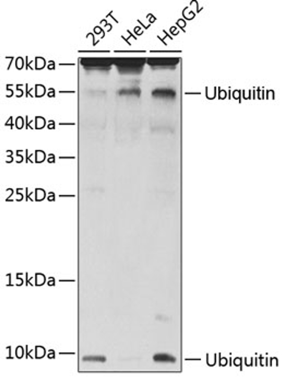 Western blot analysis of extracts of various cell lines, using Ubiquitin antibody (13-062) .<br/>Secondary antibody: HRP Goat Anti-Rabbit IgG (H+L) at 1:10000 dilution.<br/>Lysates/proteins: 25ug per lane.<br/>Blocking buffer: 3% nonfat dry milk in TBST.