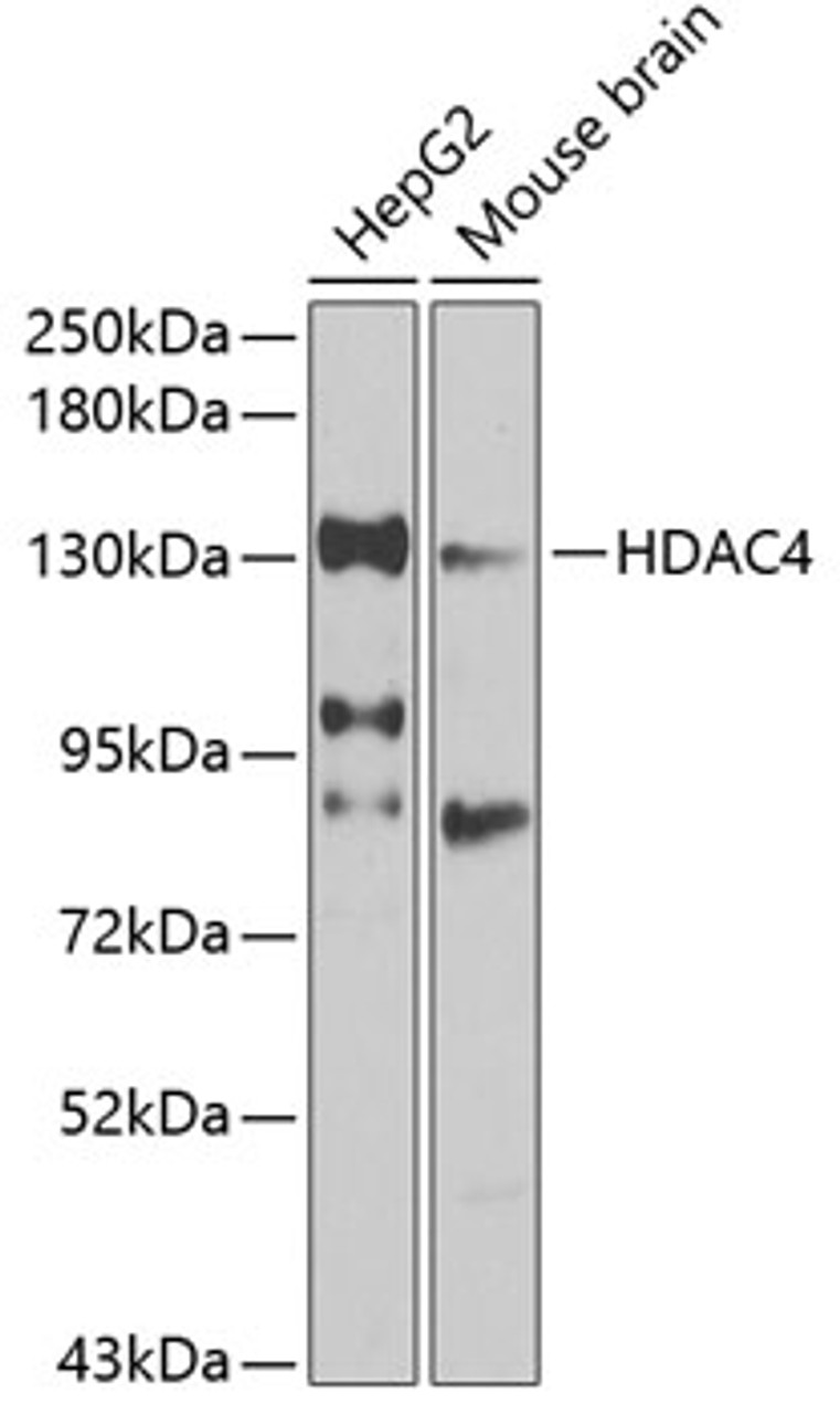 Western blot analysis of extracts of various cell lines, using HDAC4 antibody (13-068) at 1:1000 dilution.<br/>Secondary antibody: HRP Goat Anti-Rabbit IgG (H+L) at 1:10000 dilution.<br/>Lysates/proteins: 25ug per lane.<br/>Blocking buffer: 3% nonfat dry milk in TBST.<br/>Detection: ECL Basic Kit.<br/>Exposure time: 30s.