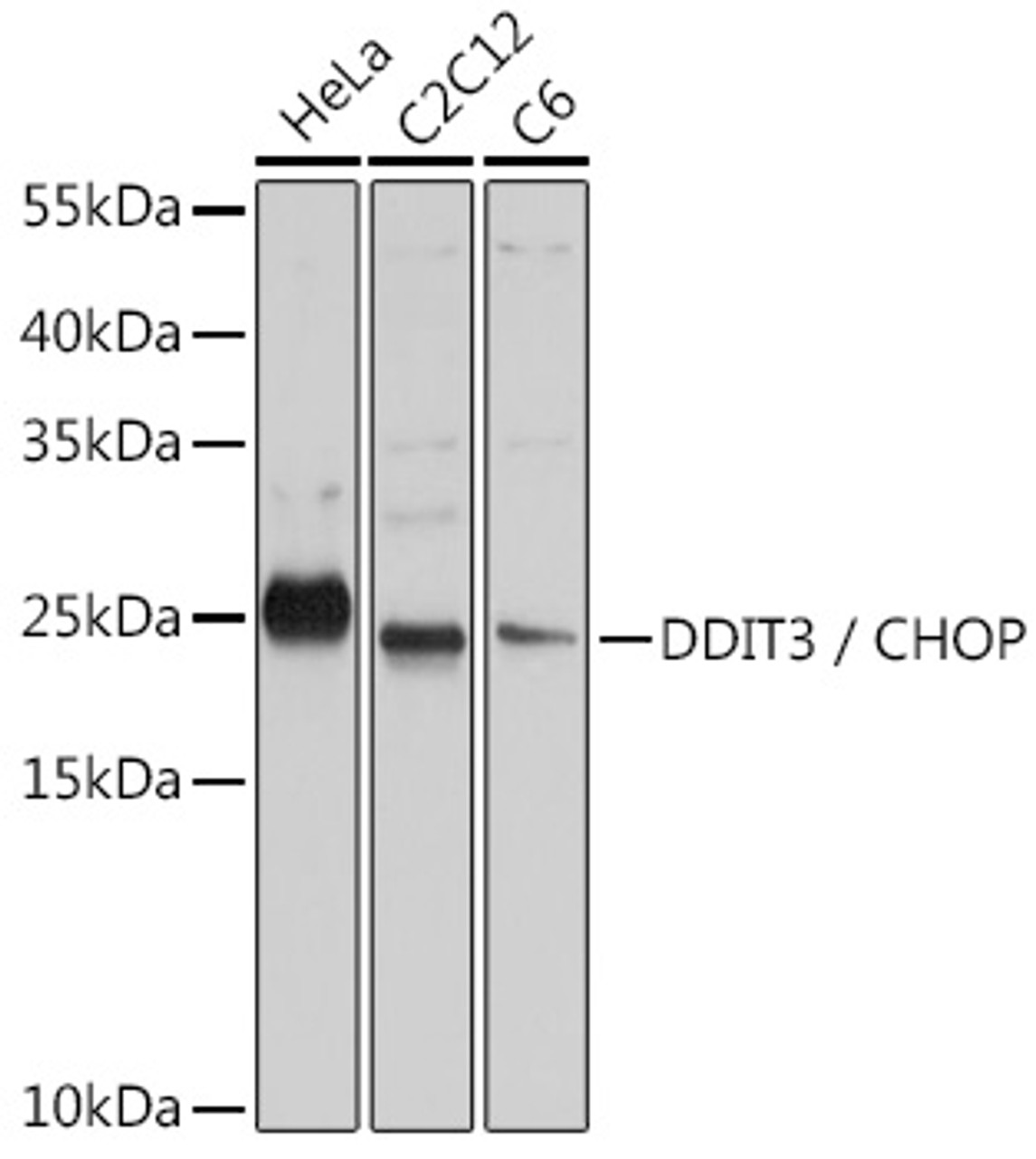 Western blot analysis of extracts of various cell lines, using DDIT3 / CHOP antibody (13-085) at 1:1000 dilution.<br/>Secondary antibody: HRP Goat Anti-Rabbit IgG (H+L) at 1:10000 dilution.<br/>Lysates/proteins: 25ug per lane.<br/>Blocking buffer: 3% nonfat dry milk in TBST.<br/>Detection: ECL Enhanced Kit.<br/>Exposure time: 20s.