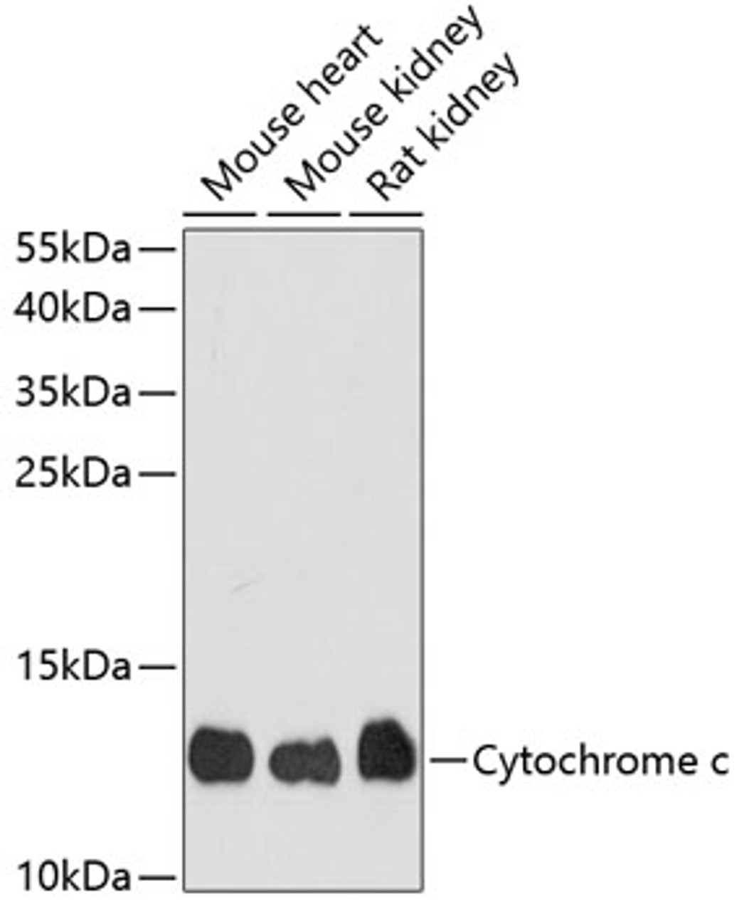 Western blot analysis of extracts of various cell lines, using Cytochrome c antibody (13-087) at 1:1000 dilution.<br/>Secondary antibody: HRP Goat Anti-Rabbit IgG (H+L) at 1:10000 dilution.<br/>Lysates/proteins: 25ug per lane.<br/>Blocking buffer: 3% nonfat dry milk in TBST.<br/>Detection: ECL Enhanced Kit.<br/>Exposure time: 90s.