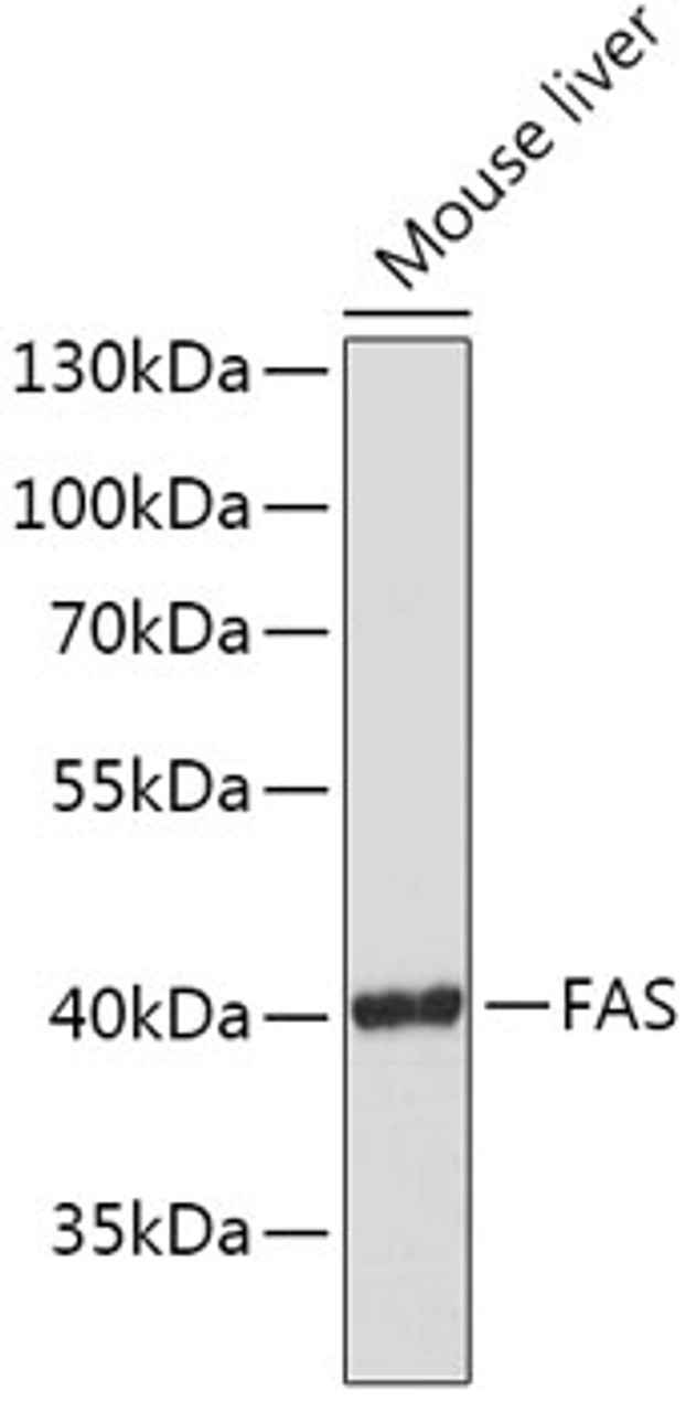 Western blot analysis of extracts of Mouse liver, using FAS antibody (13-093) at 1:1000 dilution.<br/>Secondary antibody: HRP Goat Anti-Rabbit IgG (H+L) at 1:10000 dilution.<br/>Lysates/proteins: 25ug per lane.<br/>Blocking buffer: 3% nonfat dry milk in TBST.<br/>Detection: ECL Basic Kit.<br/>Exposure time: 3min.