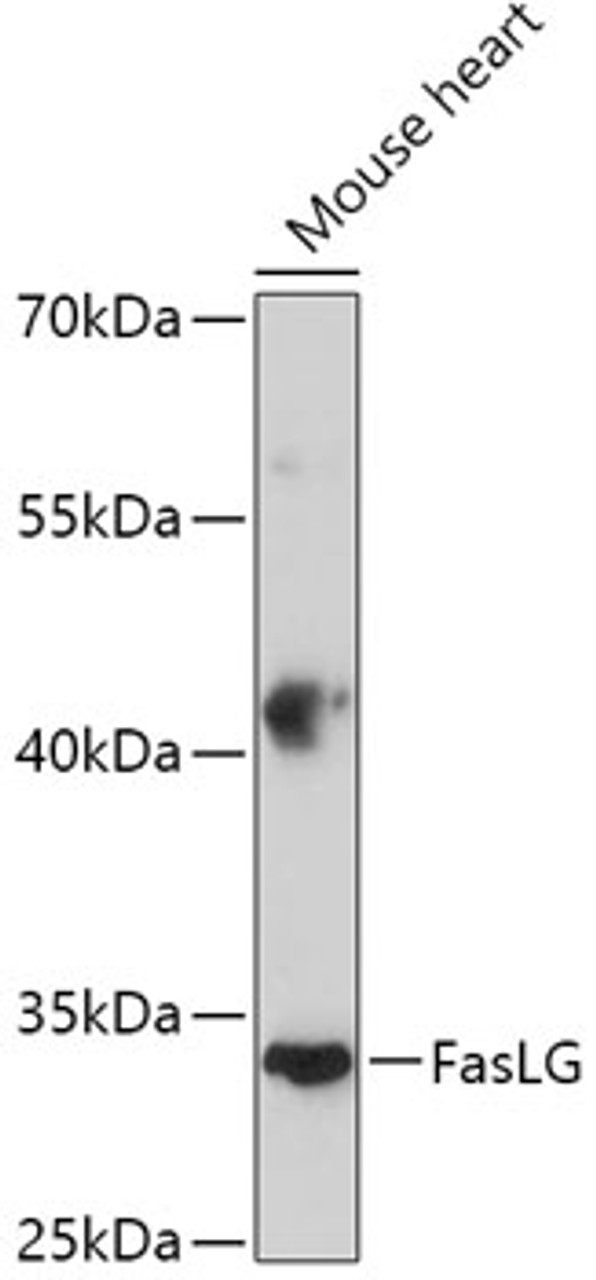 Western blot analysis of extracts of Mouse heart, using FasLG antibody (13-094) at 1:500 dilution.<br/>Secondary antibody: HRP Goat Anti-Rabbit IgG (H+L) at 1:10000 dilution.<br/>Lysates/proteins: 25ug per lane.<br/>Blocking buffer: 3% nonfat dry milk in TBST.<br/>Detection: ECL Enhanced Kit.<br/>Exposure time: 5min.