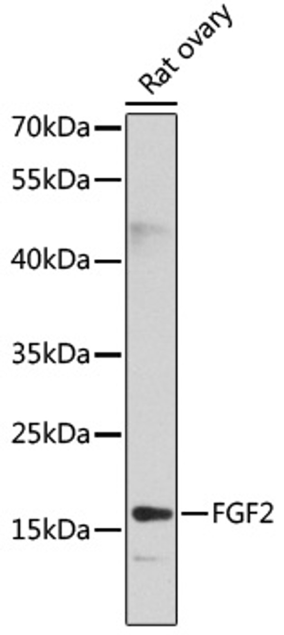 Western blot analysis of extracts of rat ovary, using FGF2 antibody (13-095) at 1:1000 dilution.<br/>Secondary antibody: HRP Goat Anti-Rabbit IgG (H+L) at 1:10000 dilution.<br/>Lysates/proteins: 25ug per lane.<br/>Blocking buffer: 3% nonfat dry milk in TBST.<br/>Detection: ECL Basic Kit.<br/>Exposure time: 30s.