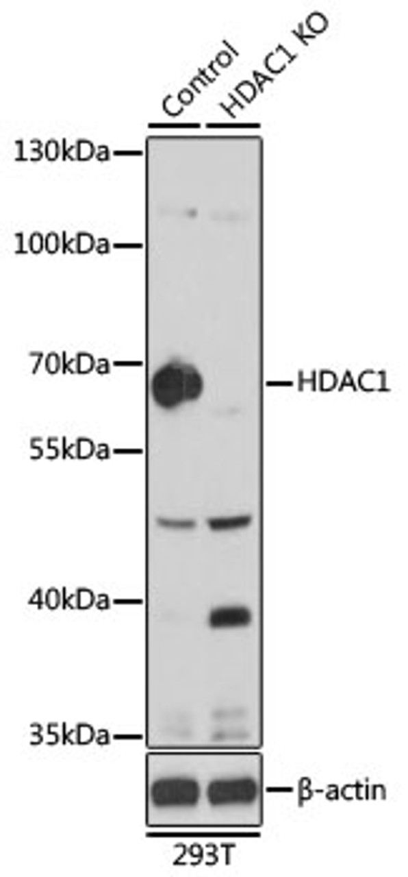Western blot analysis of extracts from normal (control) and HDAC1 knockout (KO) 293T cells, using HDAC1 antibody (13-098) at 1:1000 dilution.<br/>Secondary antibody: HRP Goat Anti-Rabbit IgG (H+L) at 1:10000 dilution.<br/>Lysates/proteins: 25ug per lane.<br/>Blocking buffer: 3% nonfat dry milk in TBST.<br/>Detection: ECL Basic Kit.<br/>Exposure time: 60s.
