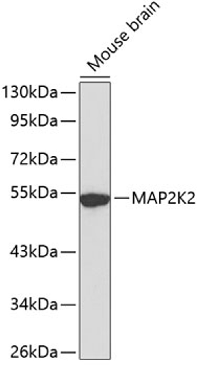 Western blot analysis of extracts of mouse brain, using MAP2K2 antibody (13-107) .<br/>Secondary antibody: HRP Goat Anti-Rabbit IgG (H+L) at 1:10000 dilution.<br/>Lysates/proteins: 25ug per lane.<br/>Blocking buffer: 3% nonfat dry milk in TBST.