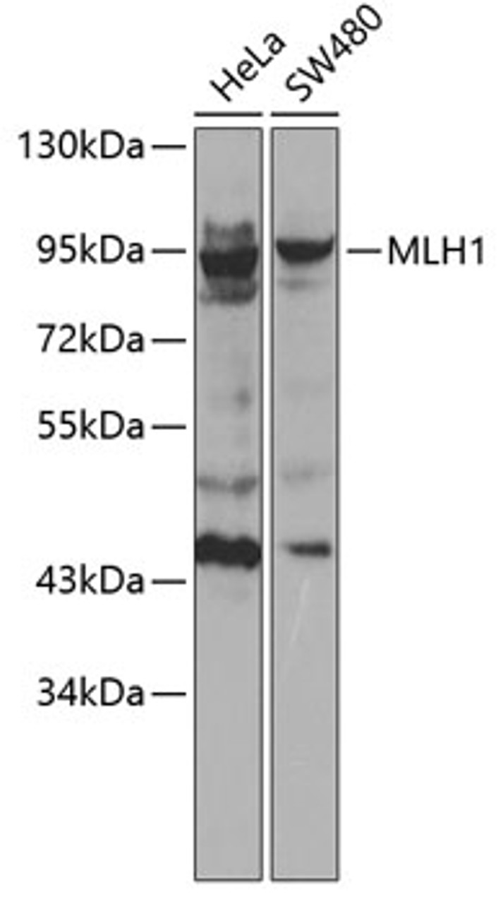 Western blot analysis of extracts of various cell lines, using MLH1 antibody (13-108) .<br/>Secondary antibody: HRP Goat Anti-Rabbit IgG (H+L) at 1:10000 dilution.<br/>Lysates/proteins: 25ug per lane.<br/>Blocking buffer: 3% nonfat dry milk in TBST.