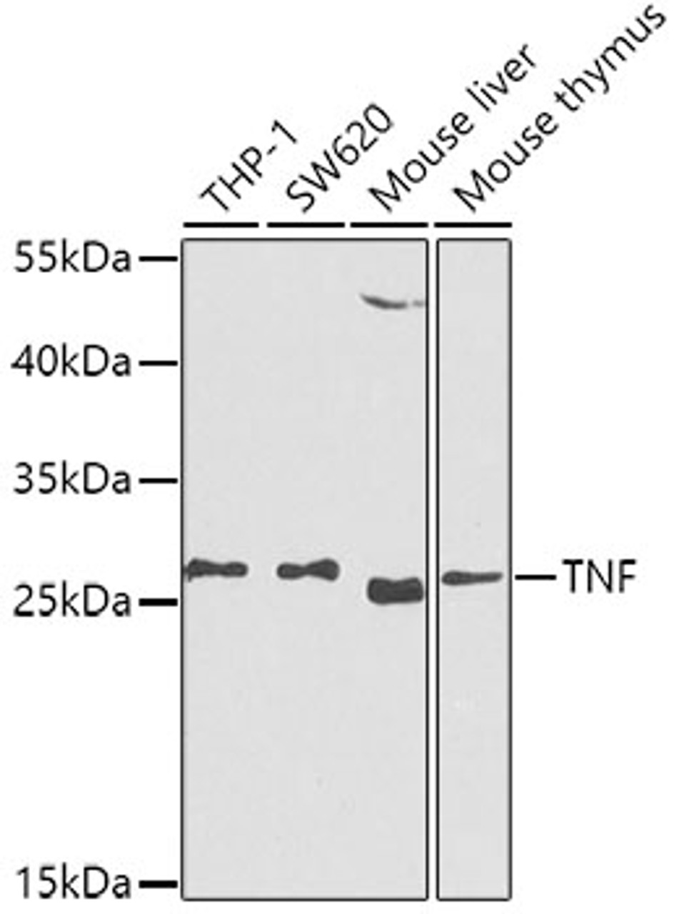 Western blot analysis of extracts of various cell lines, using TNF-α antibody (13-123) at 1:1000 dilution.<br/>Secondary antibody: HRP Goat Anti-Rabbit IgG (H+L) at 1:10000 dilution.<br/>Lysates/proteins: 25ug per lane.<br/>Blocking buffer: 3% nonfat dry milk in TBST.<br/>Detection: ECL Basic Kit.<br/>Exposure time: 90s.