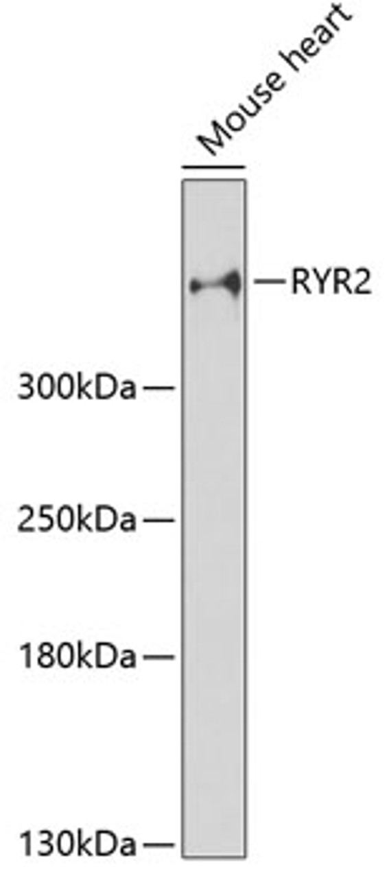 Western blot analysis of extracts of mouse heart, using RYR2 antibody (13-136) at 1:3000 dilution.<br/>Secondary antibody: HRP Goat Anti-Rabbit IgG (H+L) at 1:10000 dilution.<br/>Lysates/proteins: 25ug per lane.<br/>Blocking buffer: 3% nonfat dry milk in TBST.<br/>Detection: ECL Enhanced Kit.<br/>Exposure time: 90s.