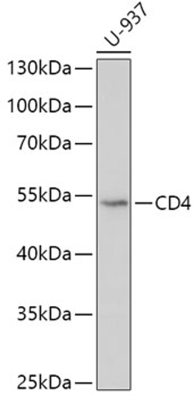 Western blot analysis of extracts of U-937 cells, using CD4 antibody (13-152) at 1:500 dilution.<br/>Secondary antibody: HRP Goat Anti-Rabbit IgG (H+L) at 1:10000 dilution.<br/>Lysates/proteins: 25ug per lane.<br/>Blocking buffer: 3% nonfat dry milk in TBST.<br/>Detection: ECL Basic Kit.<br/>Exposure time: 30s.