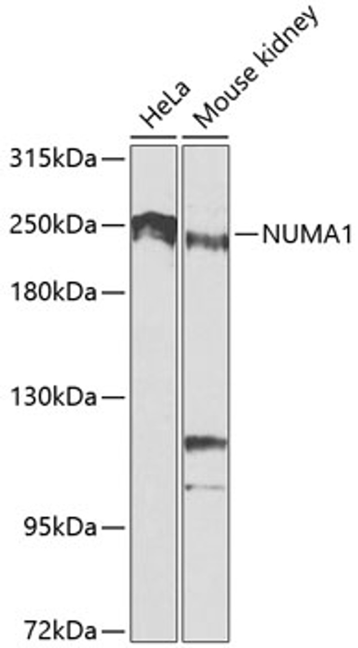 Western blot analysis of extracts of various cell lines, using NUMA1 antibody (13-194) at 1:1000 dilution.<br/>Secondary antibody: HRP Goat Anti-Rabbit IgG (H+L) at 1:10000 dilution.<br/>Lysates/proteins: 25ug per lane.<br/>Blocking buffer: 3% nonfat dry milk in TBST.<br/>Detection: ECL Basic Kit.<br/>Exposure time: 90s.