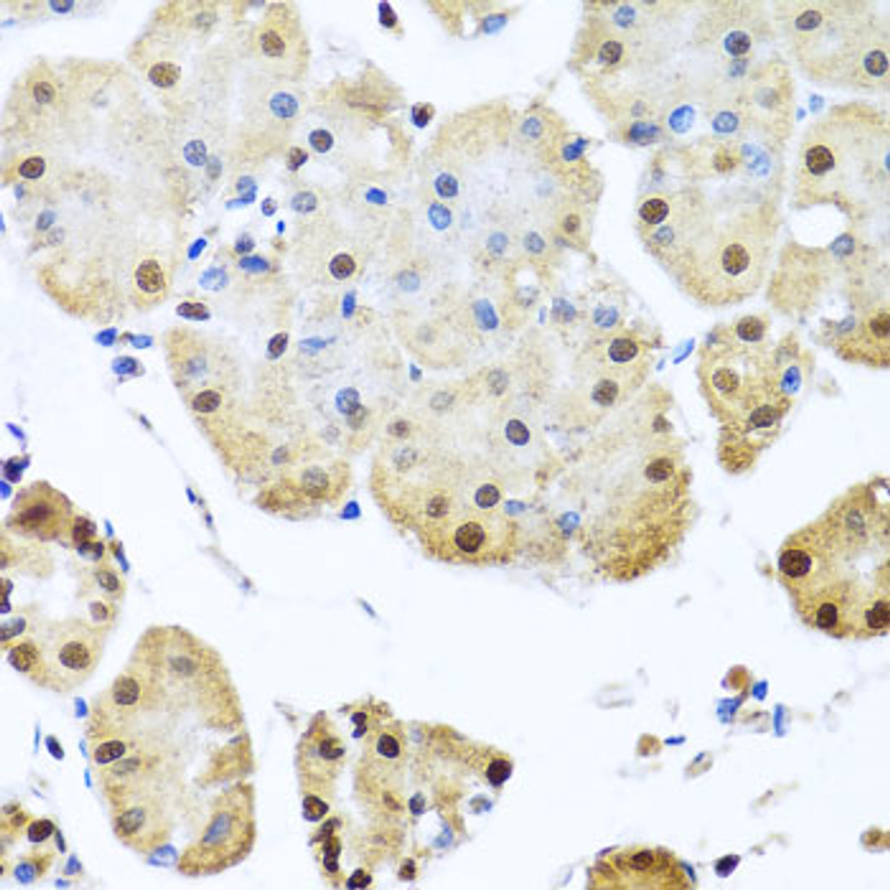 Immunohistochemistry of paraffin-embedded human stomach using NUMA1 antibody (13-194) at dilution of 1:100 (40x lens) .