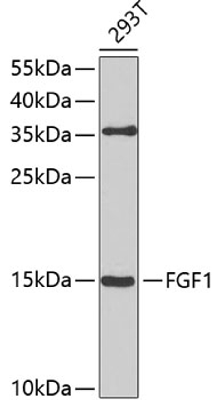 Western blot analysis of extracts of 293T cells, using FGF1 antibody (13-246) at 1:1000 dilution.<br/>Secondary antibody: HRP Goat Anti-Rabbit IgG (H+L) at 1:10000 dilution.<br/>Lysates/proteins: 25ug per lane.<br/>Blocking buffer: 3% nonfat dry milk in TBST.<br/>Detection: ECL Basic Kit.<br/>Exposure time: 20s.