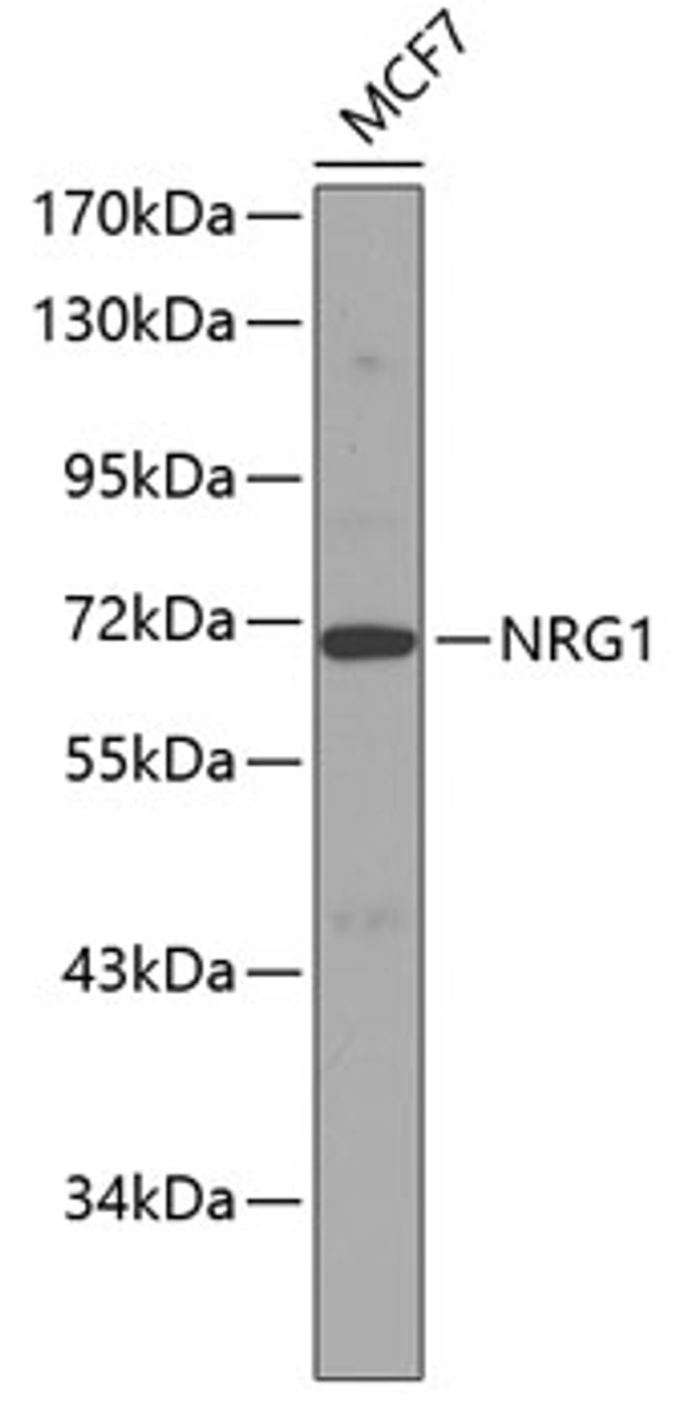 Western blot analysis of extracts of MCF-7 cells, using NRG1 antibody (13-248) .<br/>Secondary antibody: HRP Goat Anti-Rabbit IgG (H+L) at 1:10000 dilution.<br/>Lysates/proteins: 25ug per lane.<br/>Blocking buffer: 3% nonfat dry milk in TBST.