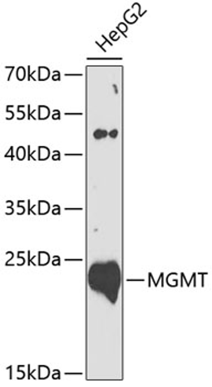 Western blot analysis of extracts of HepG2 cells, using MGMT antibody (13-251) at 1:1000 dilution.<br/>Secondary antibody: HRP Goat Anti-Rabbit IgG (H+L) at 1:10000 dilution.<br/>Lysates/proteins: 25ug per lane.<br/>Blocking buffer: 3% nonfat dry milk in TBST.<br/>Detection: ECL Basic Kit.<br/>Exposure time: 90s.