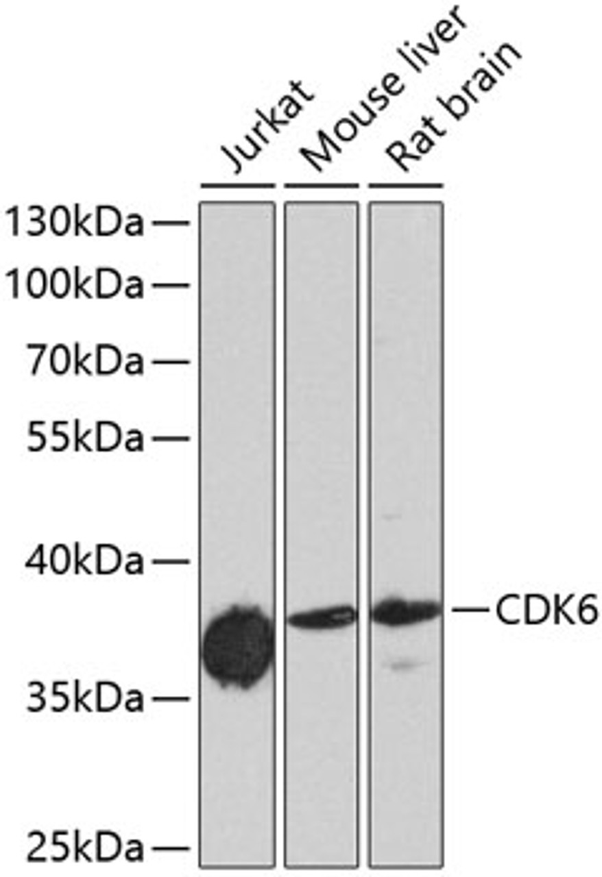 Western blot analysis of extracts of various cell lines, using CDK6 antibody (13-257) at 1:1000 dilution.<br/>Secondary antibody: HRP Goat Anti-Rabbit IgG (H+L) at 1:10000 dilution.<br/>Lysates/proteins: 25ug per lane.<br/>Blocking buffer: 3% nonfat dry milk in TBST.<br/>Detection: ECL Enhanced Kit.<br/>Exposure time: 90s.