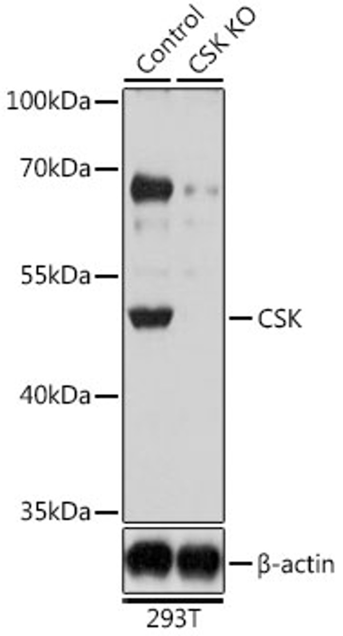 Western blot analysis of extracts from normal (control) and CSK knockout (KO) 293T cells, using CSK antibody (13-267) at 1:1000 dilution.<br/>Secondary antibody: HRP Goat Anti-Rabbit IgG (H+L) at 1:10000 dilution.<br/>Lysates/proteins: 25ug per lane.<br/>Blocking buffer: 3% nonfat dry milk in TBST.<br/>Detection: ECL Basic Kit.<br/>Exposure time: 1s.