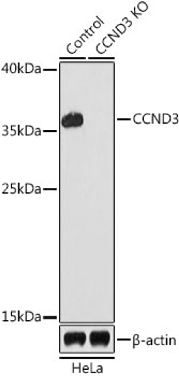 Western blot analysis of extracts from normal (control) and CCND3 knockout (KO) HeLa cells, using CCND3 antibody (13-271) at 1:1000 dilution.<br/>Secondary antibody: HRP Goat Anti-Rabbit IgG (H+L) at 1:10000 dilution.<br/>Lysates/proteins: 25ug per lane.<br/>Blocking buffer: 3% nonfat dry milk in TBST.<br/>Detection: ECL Basic Kit.<br/>Exposure time: 90s.