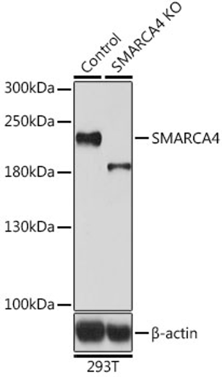 Western blot analysis of extracts from normal (control) and SMARCA4 knockout (KO) 293T cells, using SMARCA4 antibody (13-315) at 1:500 dilution.<br/>Secondary antibody: HRP Goat Anti-Rabbit IgG (H+L) at 1:10000 dilution.<br/>Lysates/proteins: 25ug per lane.<br/>Blocking buffer: 3% nonfat dry milk in TBST.<br/>Detection: ECL Basic Kit.<br/>Exposure time: 90s.