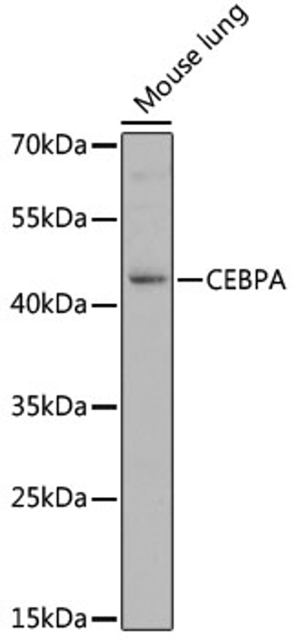 Western blot analysis of extracts of mouse lung, using CEBPA antibody (13-318) at 1:1000 dilution.<br/>Secondary antibody: HRP Goat Anti-Rabbit IgG (H+L) at 1:10000 dilution.<br/>Lysates/proteins: 25ug per lane.<br/>Blocking buffer: 3% nonfat dry milk in TBST.<br/>Detection: ECL Basic Kit.<br/>Exposure time: 30s.