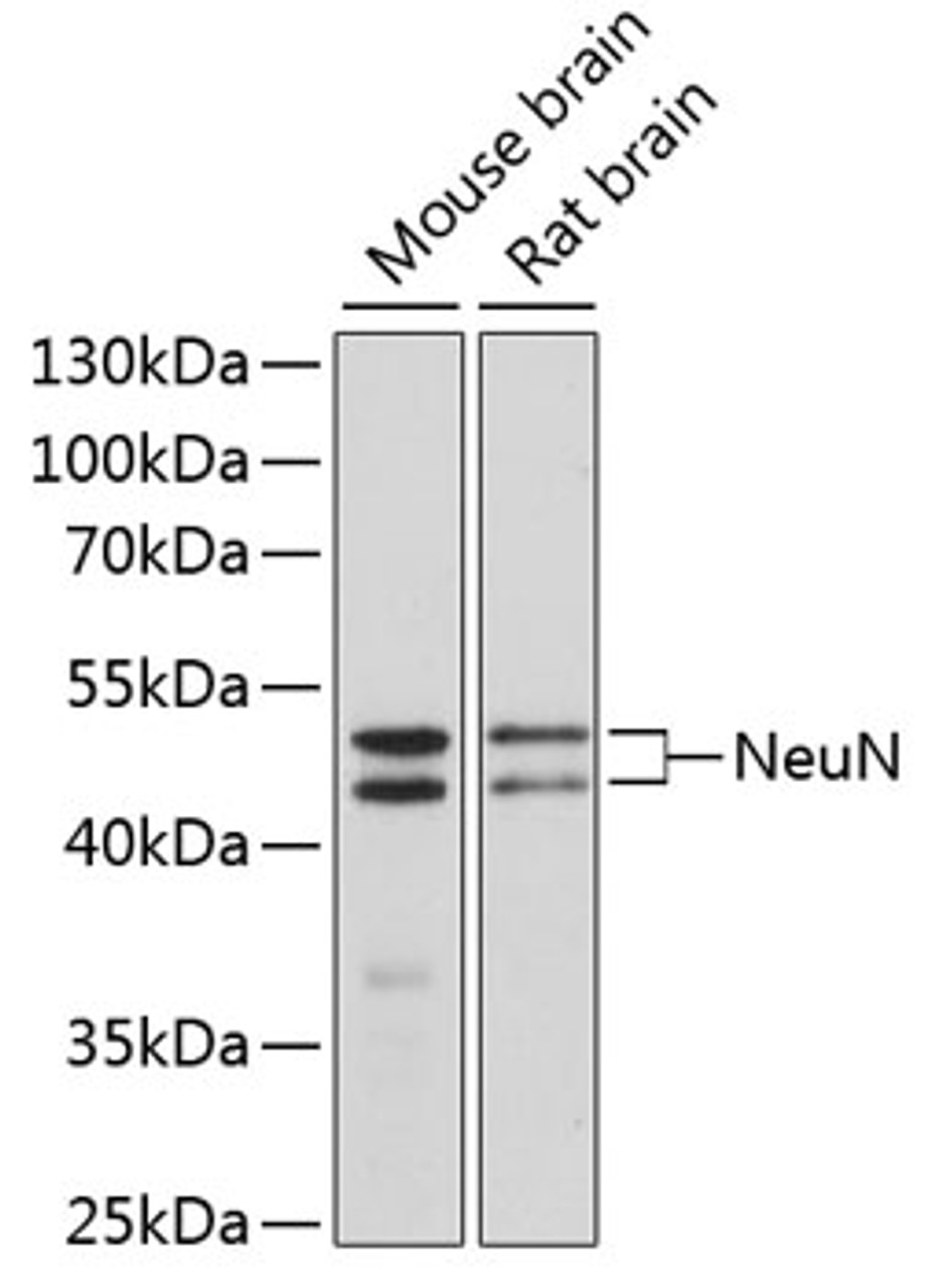 Western blot analysis of extracts of various cell lines, using NeuN antibody (13-332) at 1:1000 dilution.<br/>Secondary antibody: HRP Goat Anti-Rabbit IgG (H+L) at 1:10000 dilution.<br/>Lysates/proteins: 25ug per lane.<br/>Blocking buffer: 3% nonfat dry milk in TBST.<br/>Detection: ECL Enhanced Kit.<br/>Exposure time: 90s.