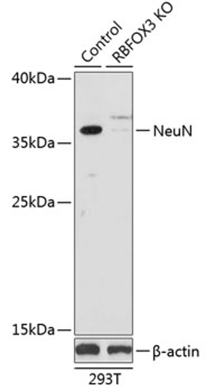 Western blot analysis of extracts from normal (control) and NeuN knockout (KO) 293T cells, using NeuN antibody (13-332) at 1:1000 dilution.<br/>Secondary antibody: HRP Goat Anti-Rabbit IgG (H+L) at 1:10000 dilution.<br/>Lysates/proteins: 25ug per lane.<br/>Blocking buffer: 3% nonfat dry milk in TBST.<br/>Detection: ECL Basic Kit.<br/>Exposure time: 3min.