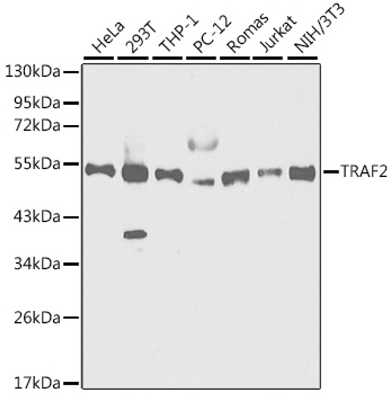 Western blot analysis of extracts of various cell lines, using TRAF2 antibody (13-338) at 1:1000 dilution.<br/>Secondary antibody: HRP Goat Anti-Rabbit IgG (H+L) at 1:10000 dilution.<br/>Lysates/proteins: 25ug per lane.<br/>Blocking buffer: 3% nonfat dry milk in TBST.