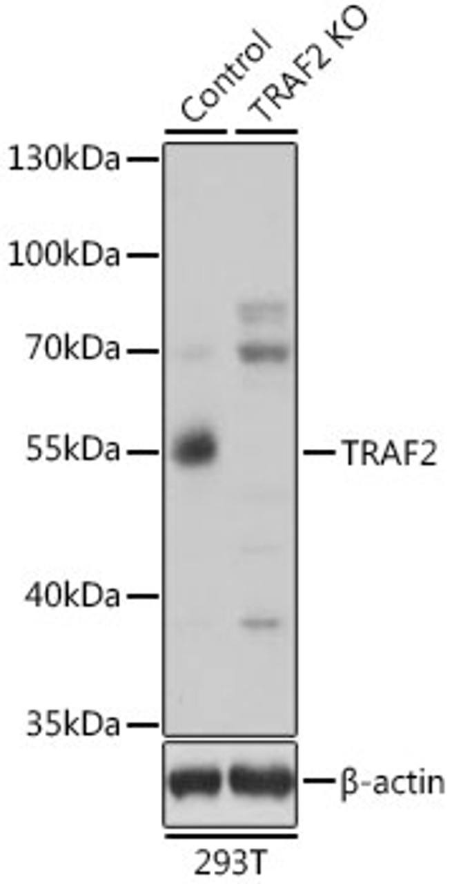 Western blot analysis of extracts from normal (control) and TRAF2 knockout (KO) 293T cells, using TRAF2 antibody (13-338) at 1:1000 dilution.<br/>Secondary antibody: HRP Goat Anti-Rabbit IgG (H+L) at 1:10000 dilution.<br/>Lysates/proteins: 25ug per lane.<br/>Blocking buffer: 3% nonfat dry milk in TBST.<br/>Detection: ECL Basic Kit.<br/>Exposure time: 6s.