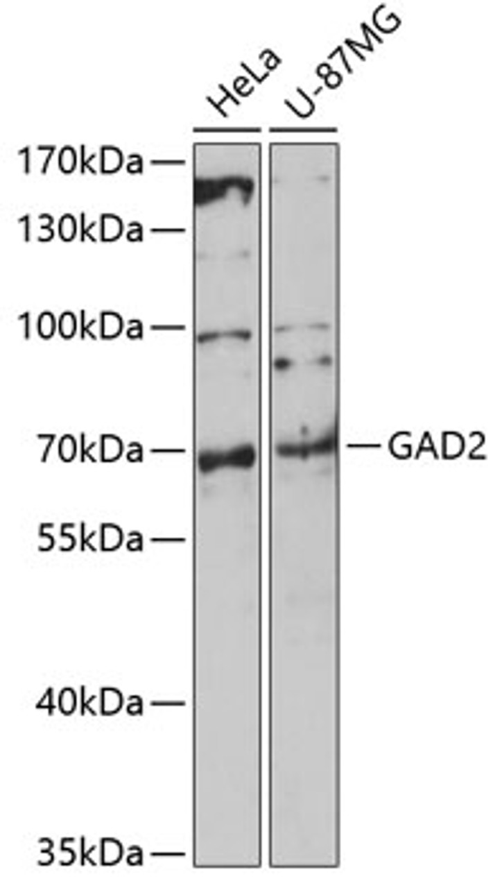 Western blot analysis of extracts of various cell lines, using GAD2 antibody (13-343) at 1:1000 dilution.<br/>Secondary antibody: HRP Goat Anti-Rabbit IgG (H+L) at 1:10000 dilution.<br/>Lysates/proteins: 25ug per lane.<br/>Blocking buffer: 3% nonfat dry milk in TBST.<br/>Detection: ECL Basic Kit.<br/>Exposure time: 90s.