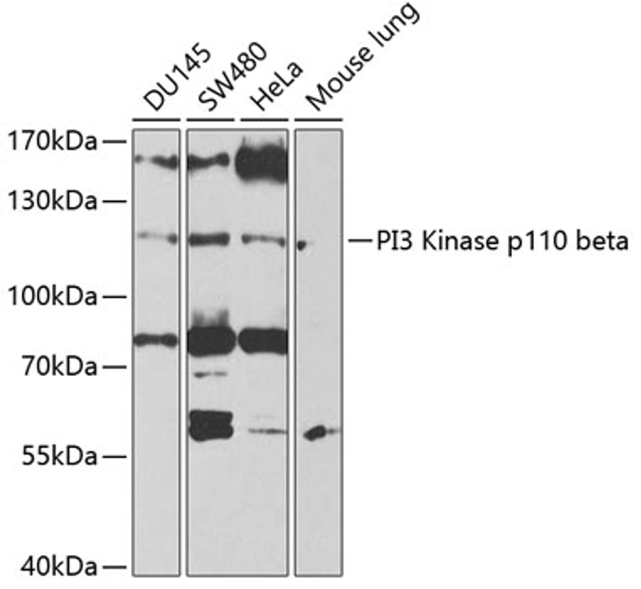 Western blot analysis of extracts of various cell lines, using PI3 Kinase p110 beta antibody (13-351) at 1:1000 dilution.<br/>Secondary antibody: HRP Goat Anti-Rabbit IgG (H+L) at 1:10000 dilution.<br/>Lysates/proteins: 25ug per lane.<br/>Blocking buffer: 3% nonfat dry milk in TBST.<br/>Detection: ECL Enhanced Kit.<br/>Exposure time: 90s.