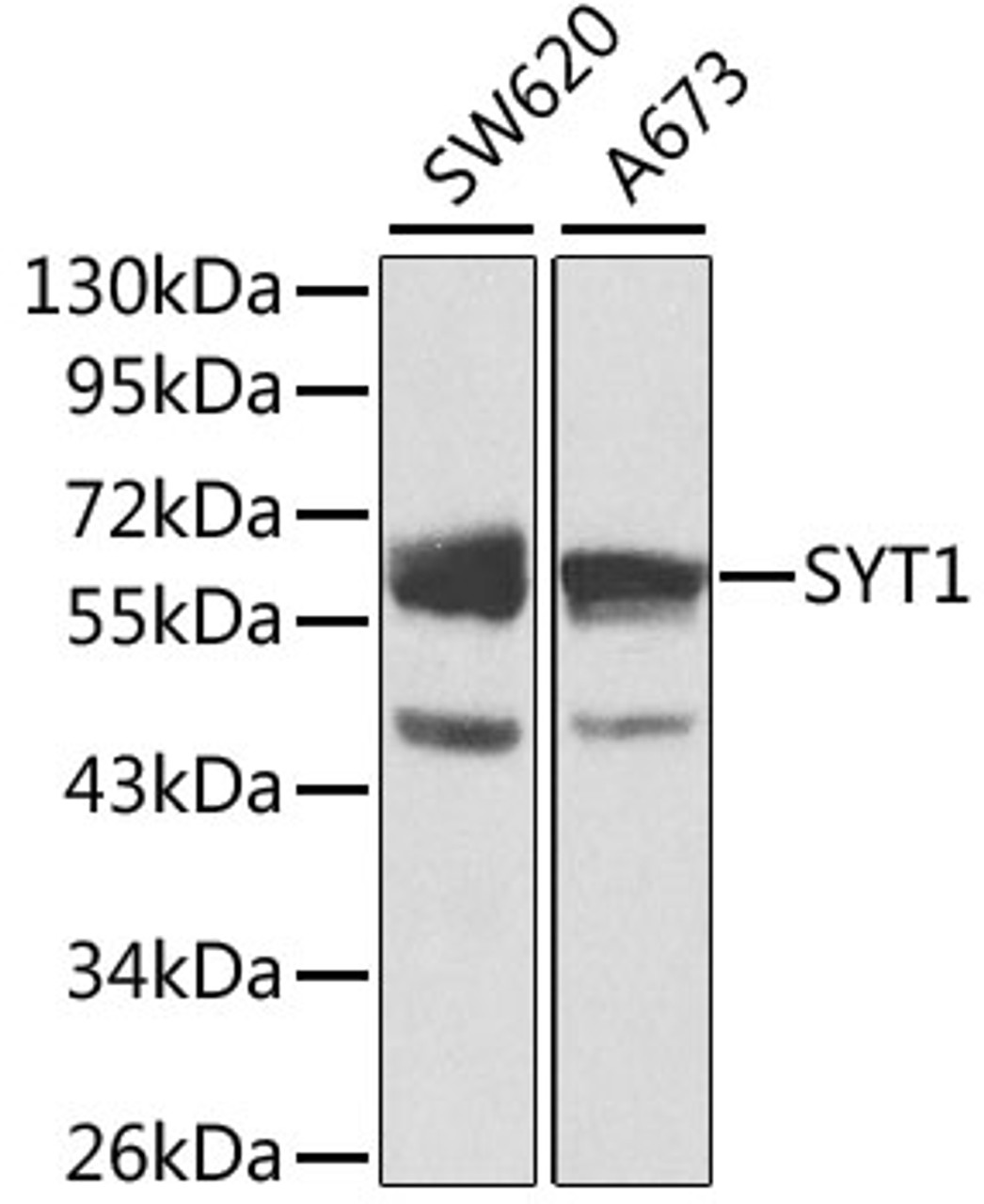Western blot analysis of extracts of various cell lines, using SYT1 antibody (13-358) at 1:1000 dilution.<br/>Secondary antibody: HRP Goat Anti-Rabbit IgG (H+L) at 1:10000 dilution.<br/>Lysates/proteins: 25ug per lane.<br/>Blocking buffer: 3% nonfat dry milk in TBST.<br/>Detection: ECL Basic Kit.