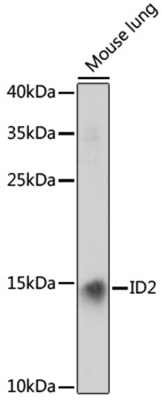 Western blot analysis of extracts of mouse lung, using ID2 antibody (13-362) at 1:1000 dilution.<br/>Secondary antibody: HRP Goat Anti-Rabbit IgG (H+L) at 1:10000 dilution.<br/>Lysates/proteins: 25ug per lane.<br/>Blocking buffer: 3% nonfat dry milk in TBST.<br/>Detection: ECL Enhanced Kit.<br/>Exposure time: 90s.