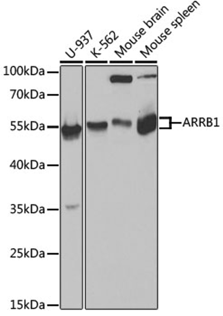Western blot analysis of extracts of various cell lines, using ARRB1 antibody (13-363) at 1:1000 dilution.<br/>Secondary antibody: HRP Goat Anti-Rabbit IgG (H+L) at 1:10000 dilution.<br/>Lysates/proteins: 25ug per lane.<br/>Blocking buffer: 3% nonfat dry milk in TBST.